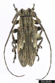  Hesychotypa aeropa ; © E.H. Nearns